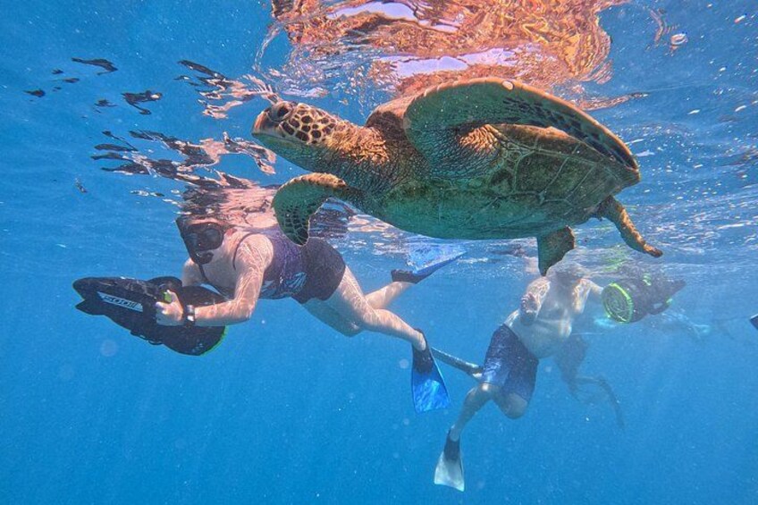 Eco Friendly Sea Scooter Turtle Tour in Rarotonga 2