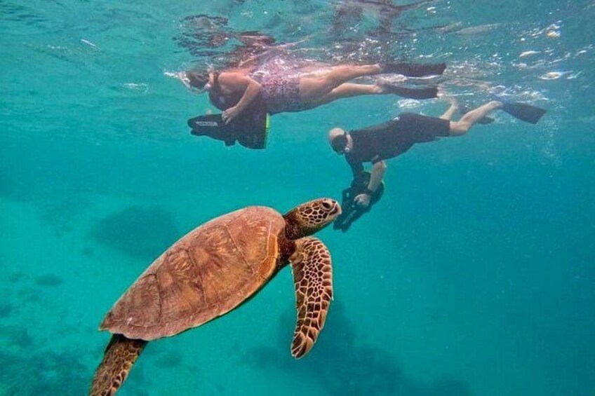Eco Friendly Sea Scooter Turtle Tour in Rarotonga 5