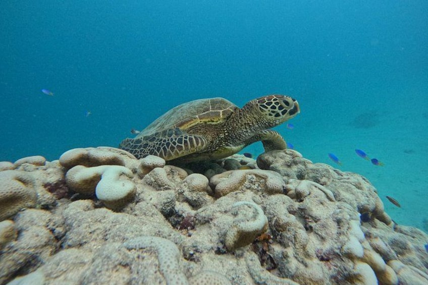 Eco Friendly Sea Scooter Turtle Tour in Rarotonga 5