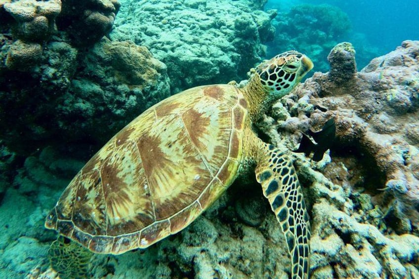 Eco Friendly Sea Scooter Turtle Tour in Rarotonga 2
