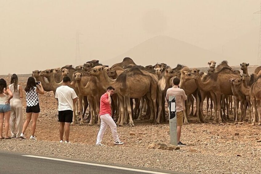 A group of camels gathered near a road with people observing them. 1