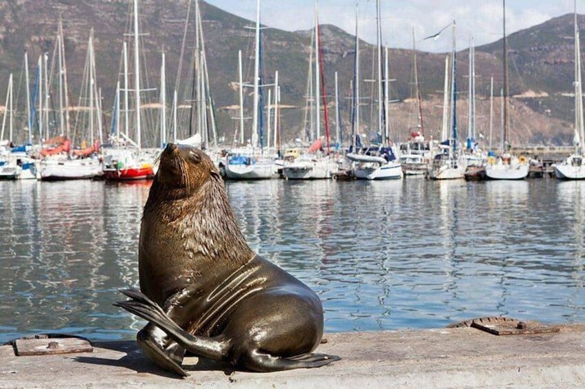 Cape Peninsula Private Full Day Tour 4