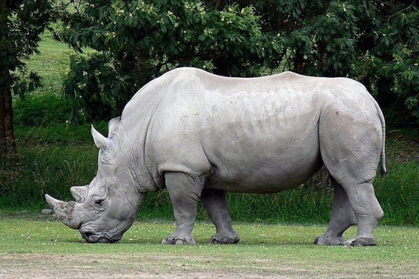 A rhinoceros grazing in a grassy field with trees in the background. 2