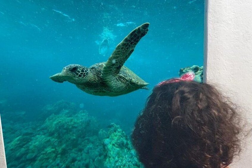 A sea turtle swimming in clear water with a person observing from above. 1
