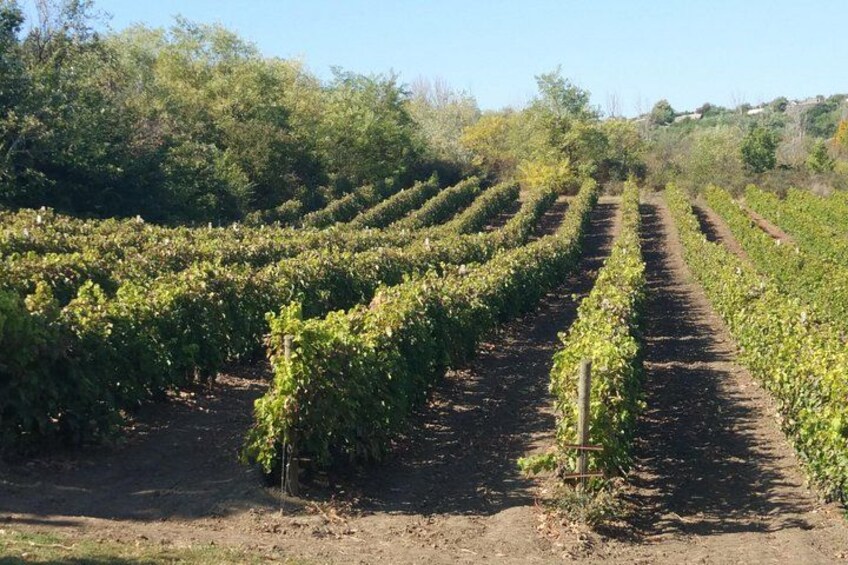 Family Winery of Three Generations (5 testings) Transfer included 2