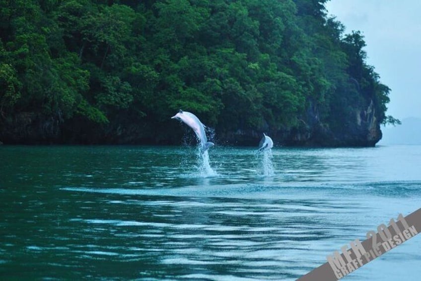 Dolphins leaping out of the water near a forested coastline. 2