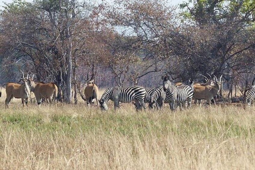 Un grupo de cebras y antílopes pastando en un campo cubierto de hierba, con árboles al fondo. 3