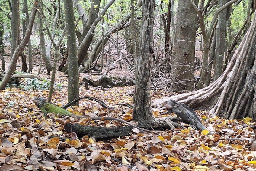 Een bosbodem bedekt met herfstbladeren, met zichtbare bomen en boomwortels. 3