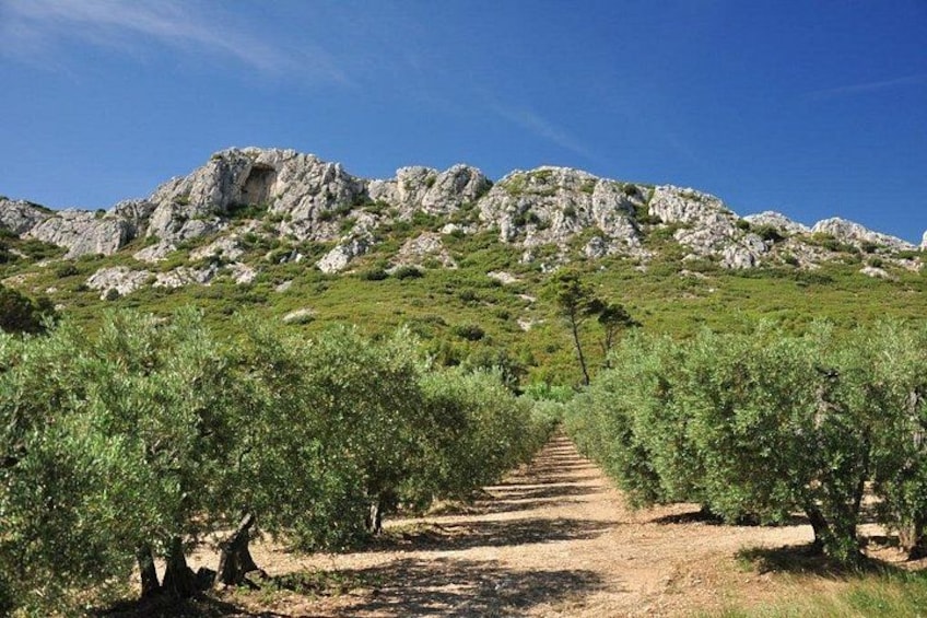 A dirt path leading through an olive grove towards rocky hills. 2