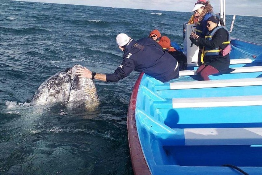 A person in a boat interacting with a whale. 5