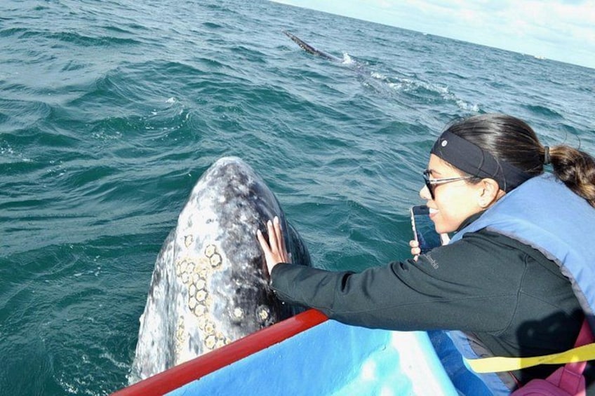 A person in a wetsuit interacting with a large marine animal in the ocean. 3