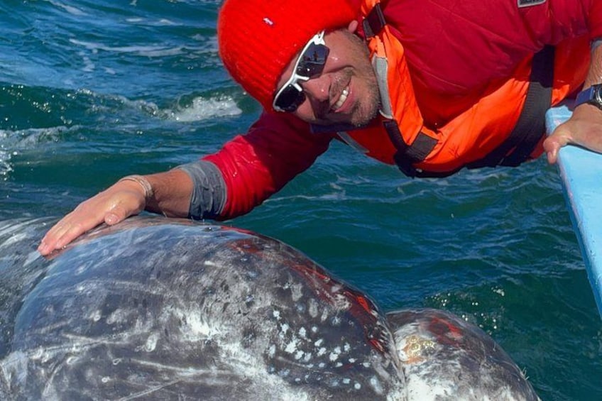 A person in a red life jacket interacting with a large marine animal in the water. 2