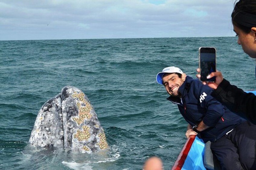 A person taking a photo of a whale with barnacles on its back. 1