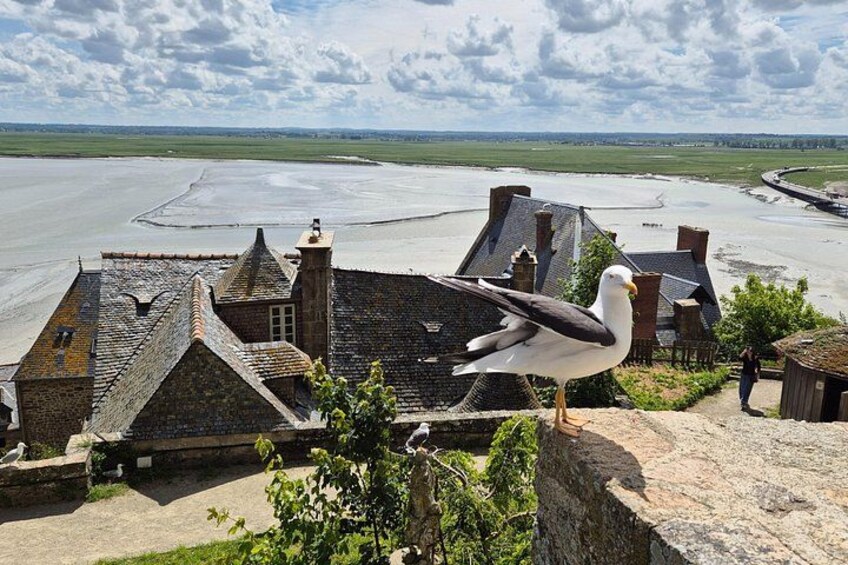 A seagull on a stone ledge overlooking a coastal village with houses and a wide expanse of water. 3