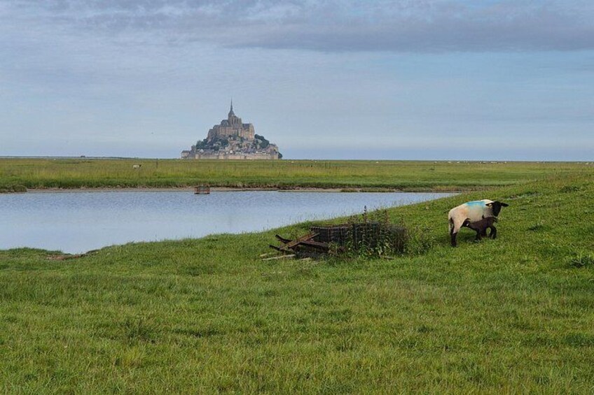 A grassy field with a sheep grazing, a body of water, and a castle in the distance. 4