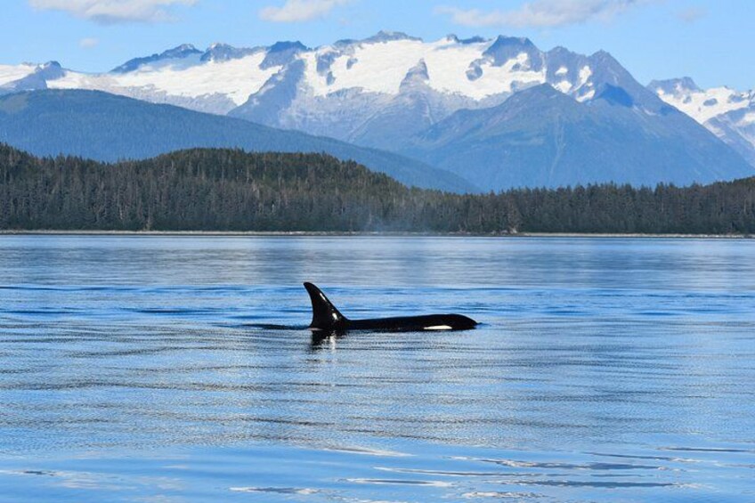 Een walvis zwemt in een rustig meer, met bergen op de achtergrond. 3