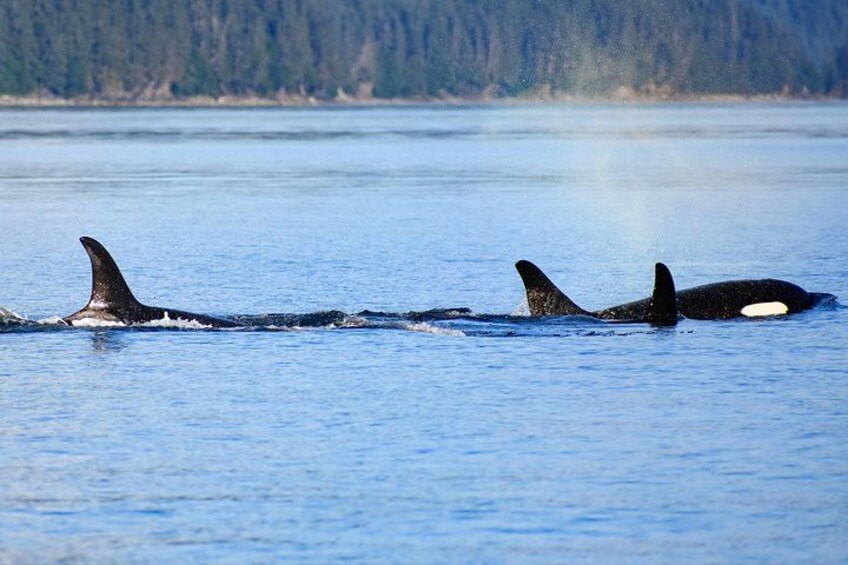Orca's zwemmen in een waterpartij met een bebost landschap op de achtergrond. 5