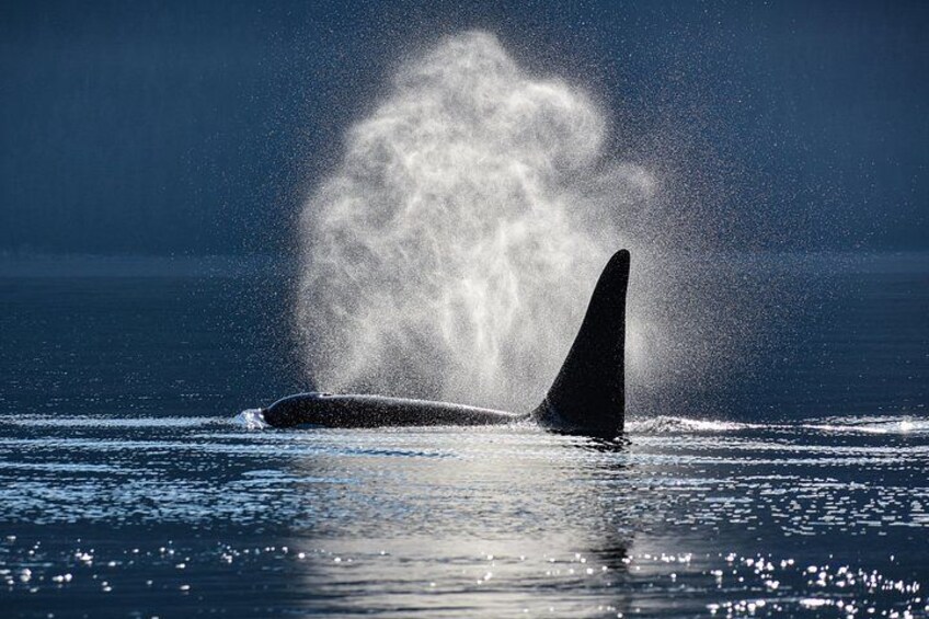 Een walvis springt uit het water, omringd door spuitende golven. 4