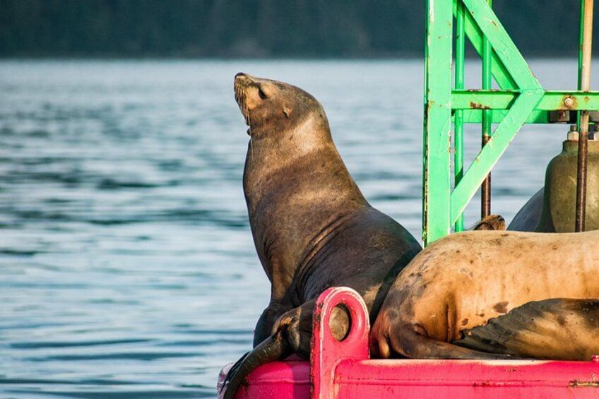 Een zeehond op een boot, met een groene constructie op de achtergrond. 2