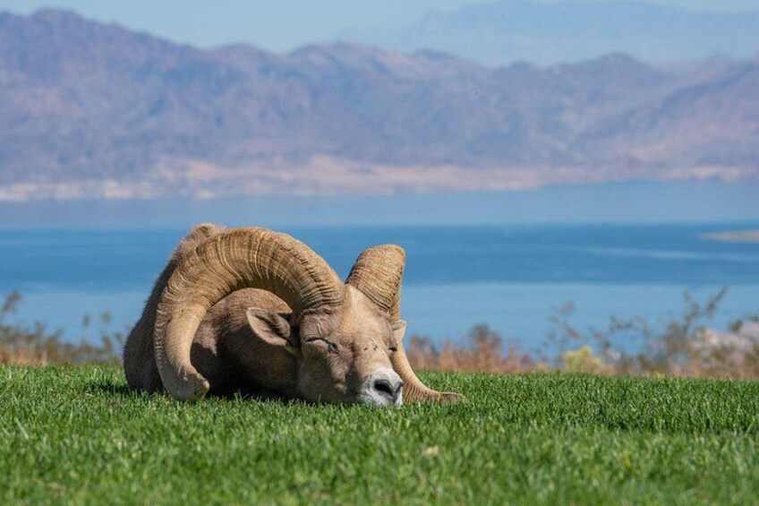 A bighorn sheep resting on grass with mountains and a lake in the background. 1