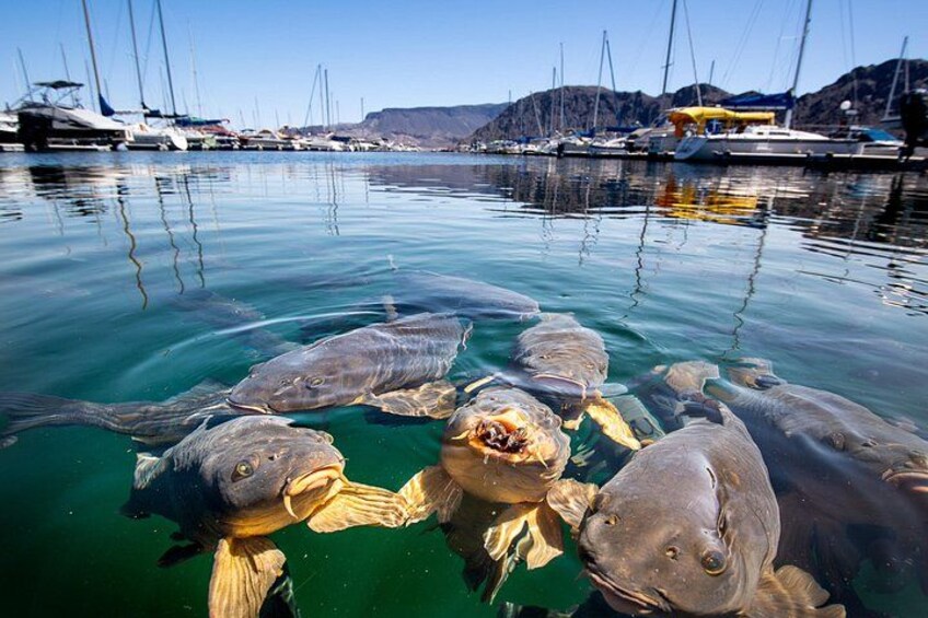 A group of fish swimming in a marina with boats and yachts in the background. 4