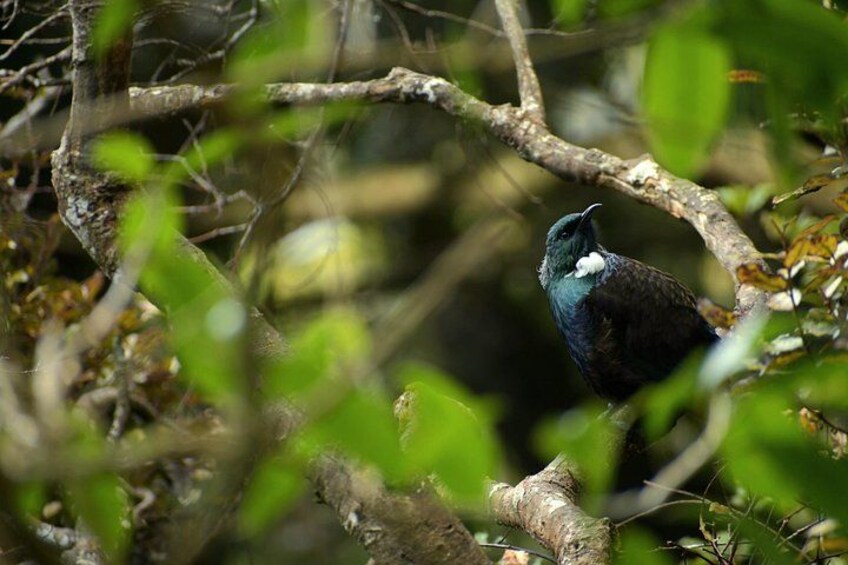 A bird perched on a branch surrounded by foliage. 1