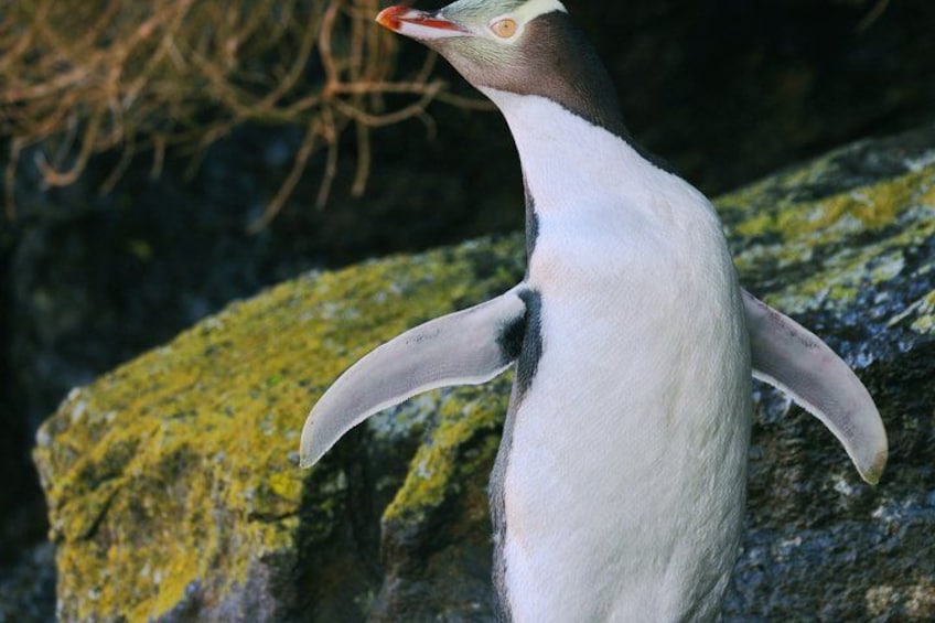 Wildlife and Penguin Tour 1