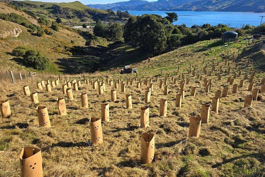 A field of cylindrical structures, likely for scientific research, with a hilly landscape and a body of water in the background. 2