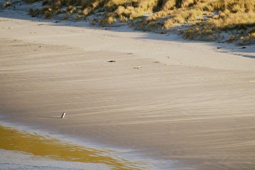 The chance to view the Yellow-eyed Penguin 2