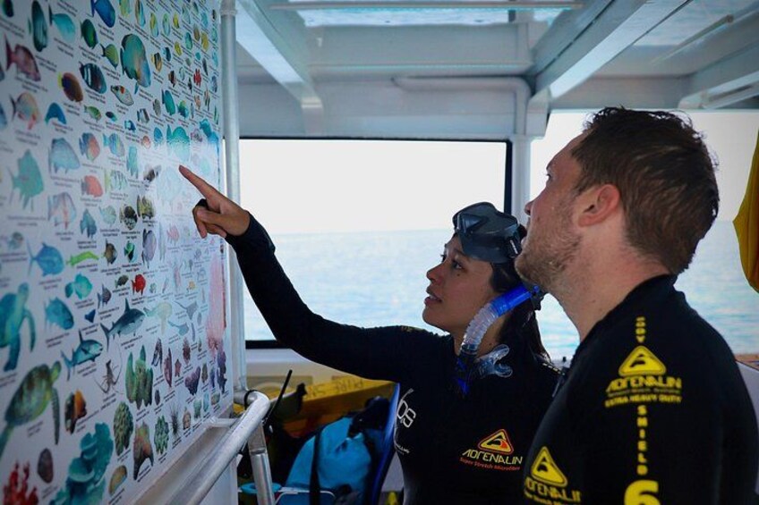 Two people examining a wall with marine life illustrations. 5