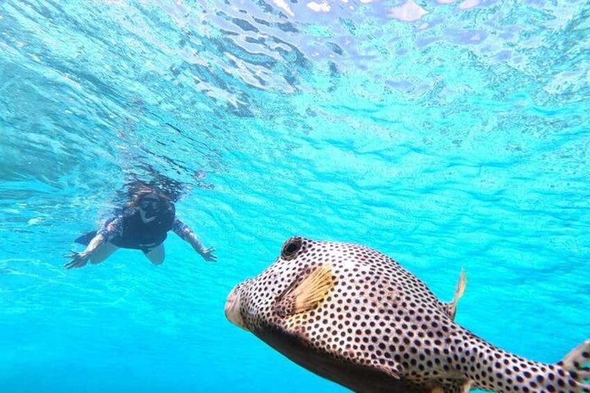 A person swimming underwater with a large spotted fish. 5