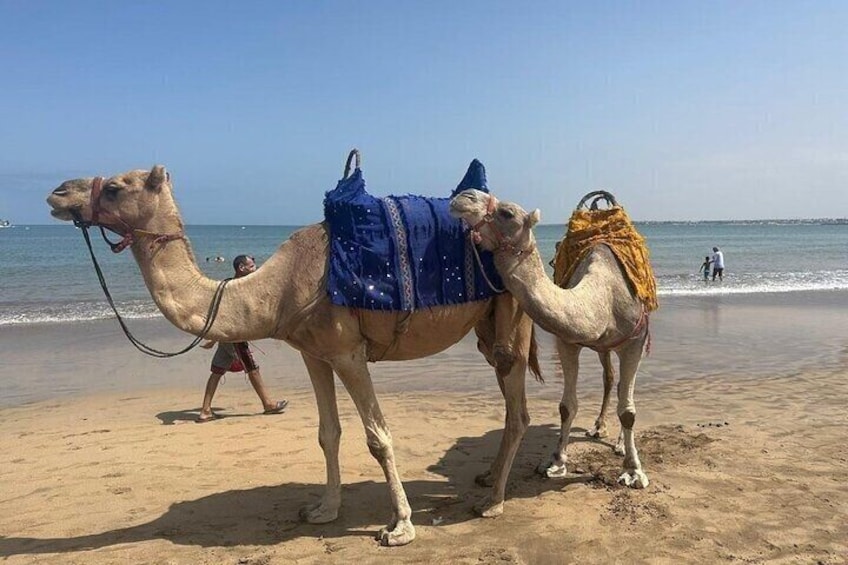 To kameler på en strand med en person, der går ved siden af dem. 2