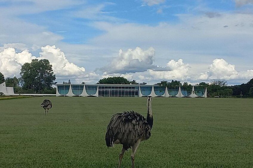 Two ostriches in a grassy field with a modern building in the background. 5