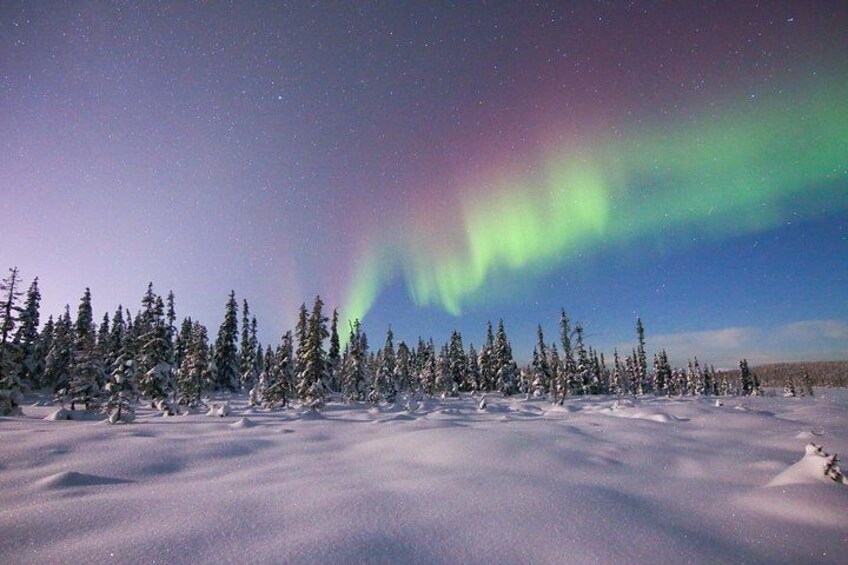 A snowy landscape with a forest of evergreen trees and the Northern Lights. 2