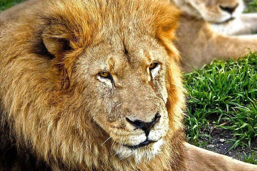 Africam Safari Tour from Puebla 3