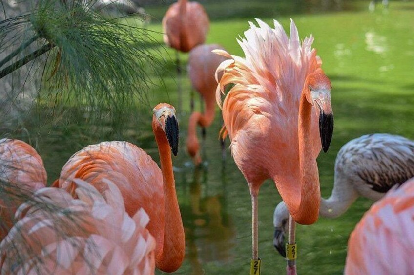 Africam Safari Tour from Puebla 2
