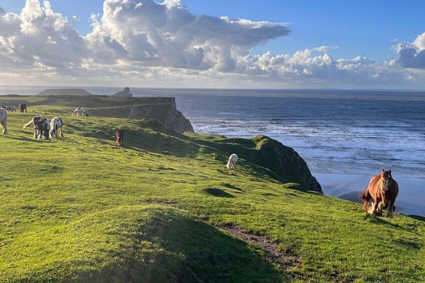 Cardiff/Swansea: Gower Peninsula's Cliffs & Mumbles Day Tour 2