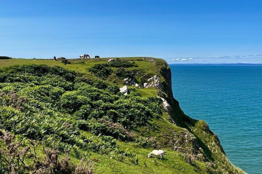 Cardiff/Swansea: Gower Peninsula's Cliffs & Mumbles Day Tour 3