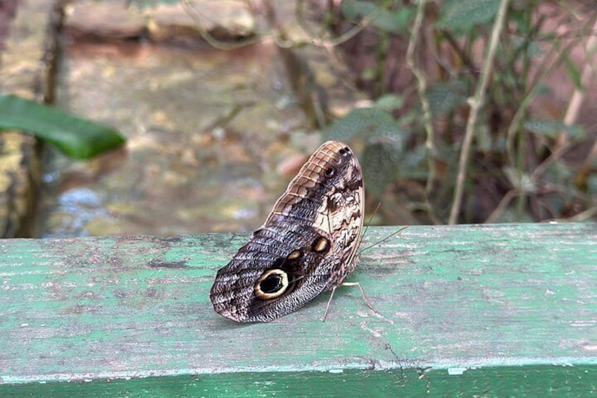 A butterfly on a weathered green wooden surface. 5