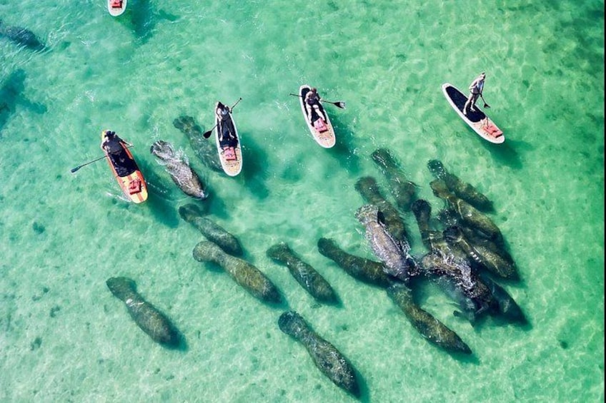 Folk padler på stand-up paddleboards tæt på skildpadder i klart vand. 4