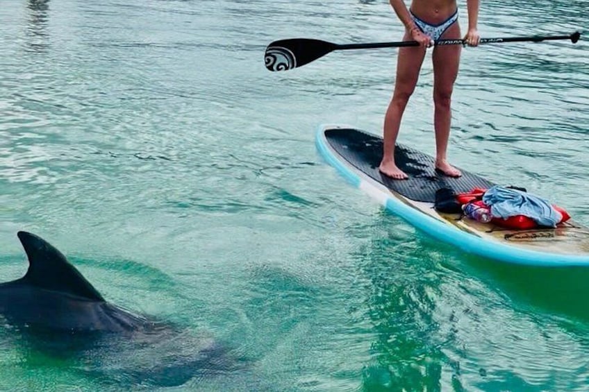 En person står på paddleboard på vandet, med en delfin i nærheden. 2