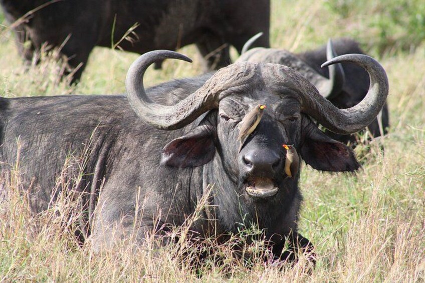 3 Days and 2 Nights Private 4WD Safari Adventure in Masai Mara 5