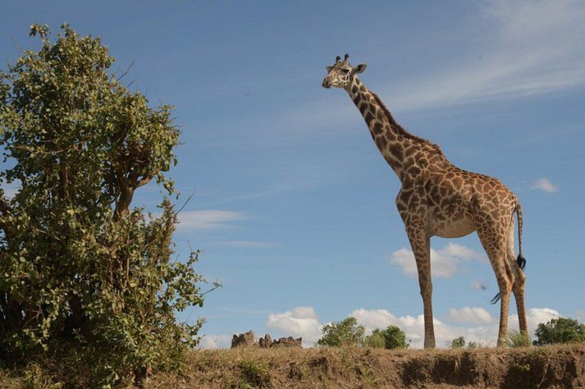 3 Days and 2 Nights Private 4WD Safari Adventure in Masai Mara 3