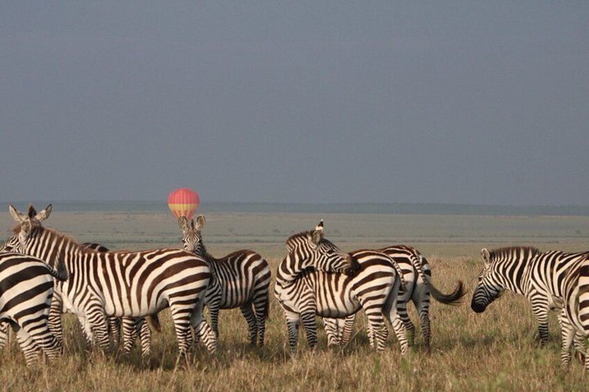 Zebras standing in a grassy field with a body of water in the background. 1