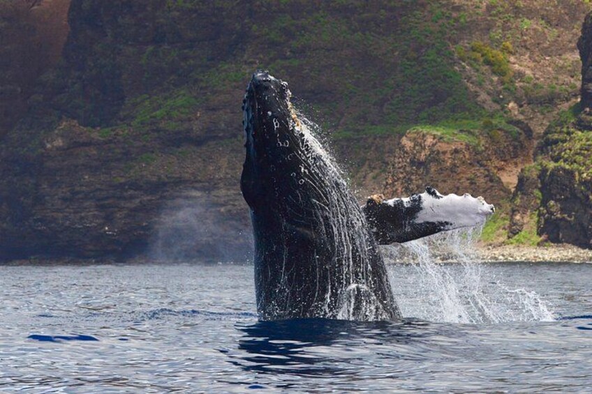 A whale breaching with water splashing around it. 2