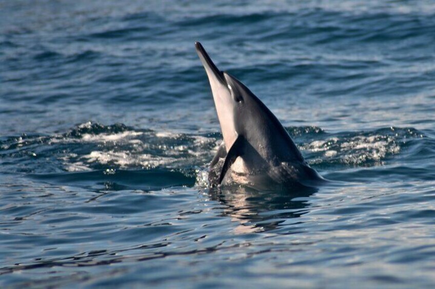 A dolphin leaping out of the water. 2