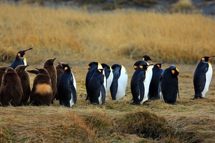 Un groupe de pingouins sur un champ d’herbe. 3