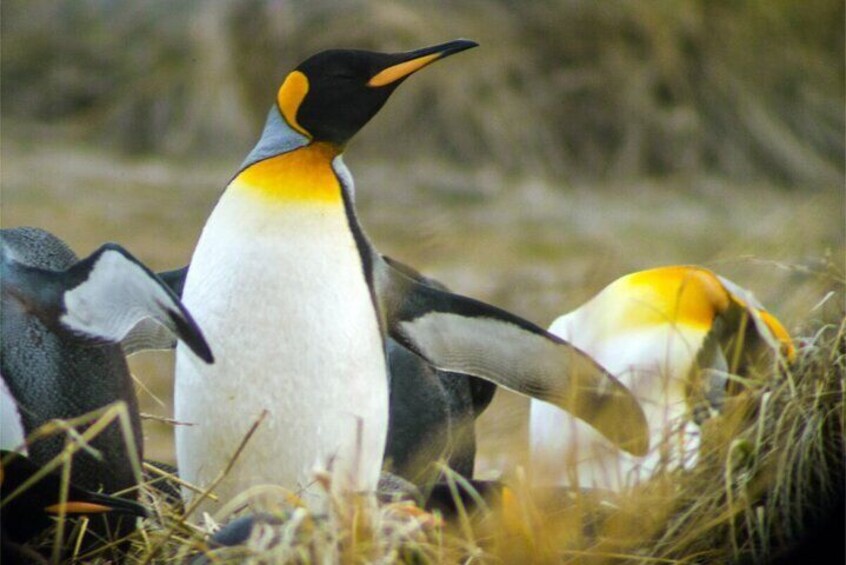 Un pingouin avec une tache jaune sur la tête, se tenant au milieu d’un groupe d’autres pingouins dans une zone herbeuse. 5