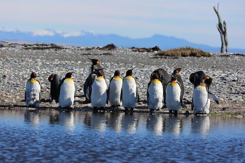 Un groupe de pingouins se tient au bord d’une étendue d’eau, avec une côte rocheuse et des montagnes en arrière-plan. 4