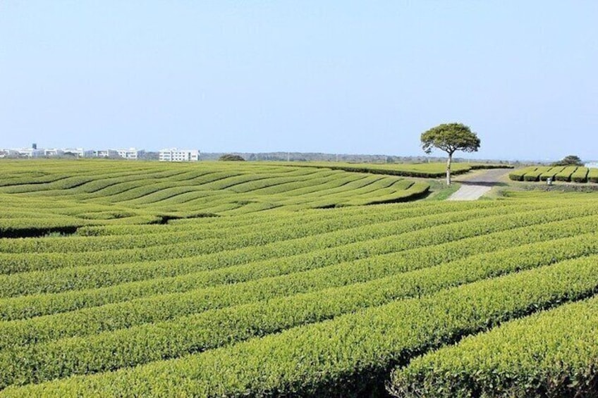 Jeju Southern UNESCO Full Day Tour with Mt.Halla 2